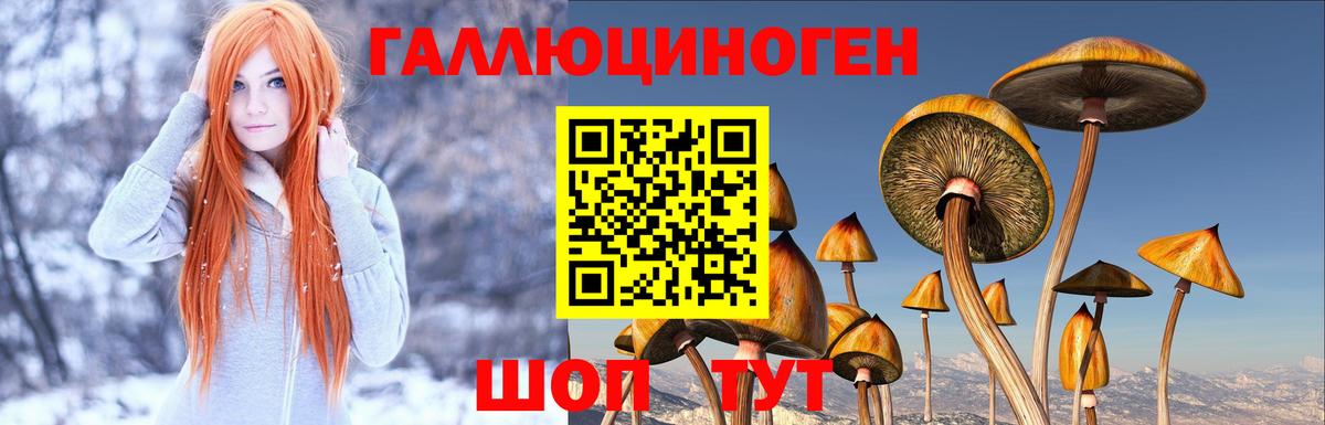 Галлюциногенные грибы Psilocybe Сафоново